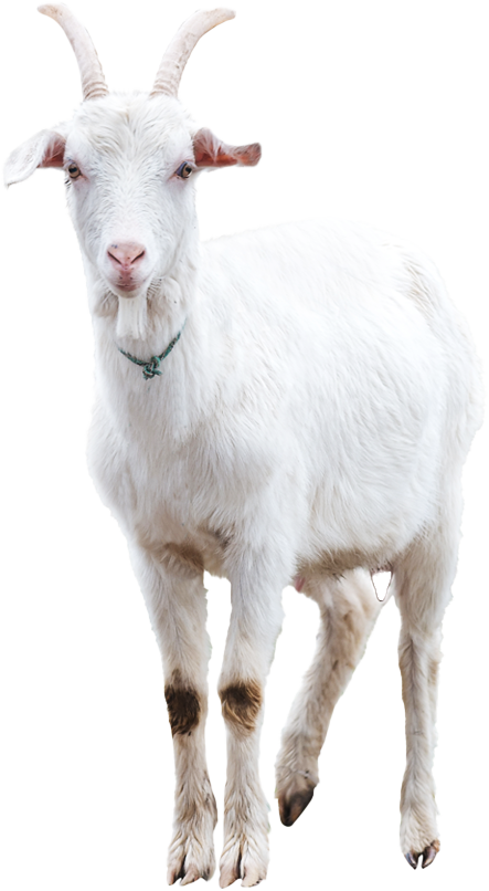 3-1_goat