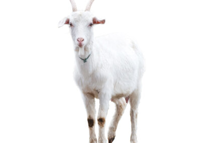 Goat milk