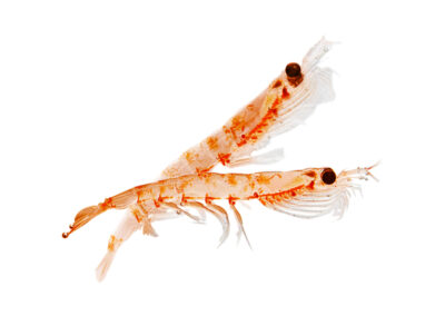 Krill Oil