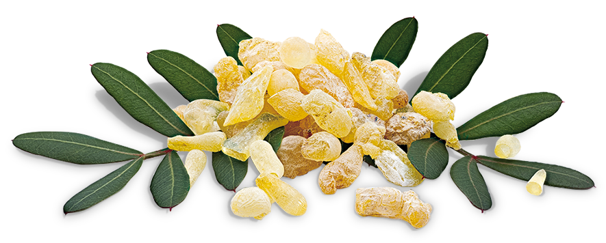mastic_gum