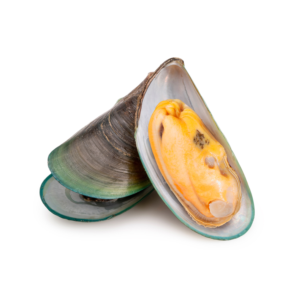  Green Lipped Mussel 